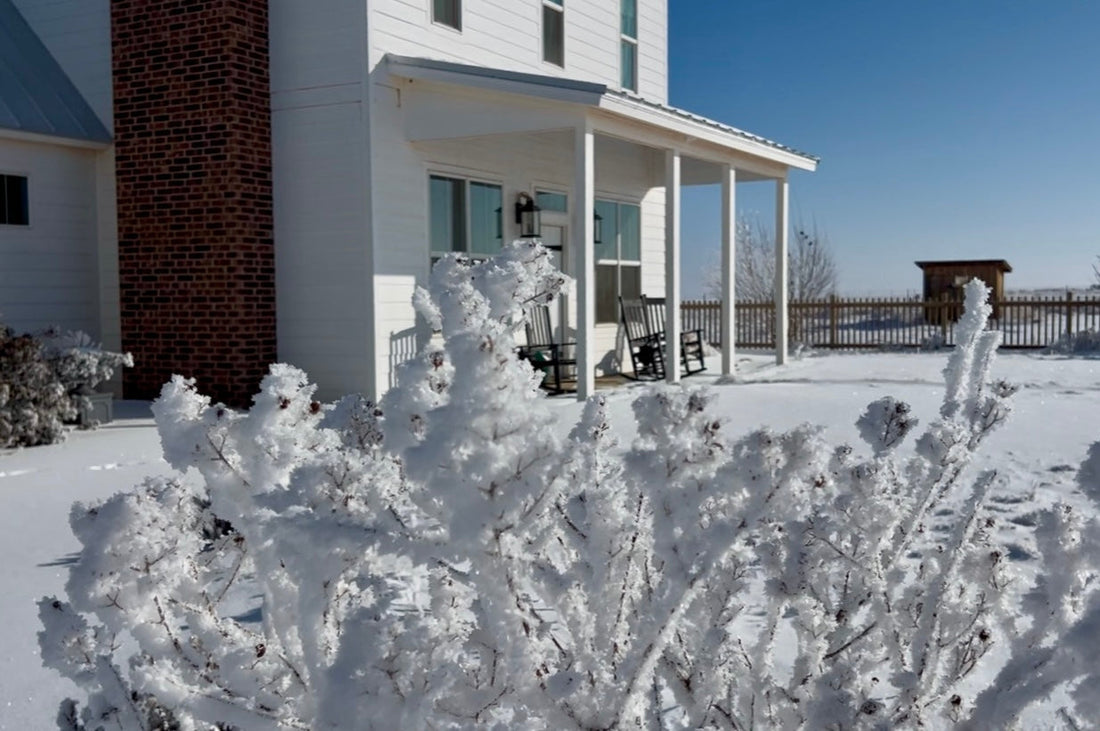 Snow 2026 ~ Finding Stillness