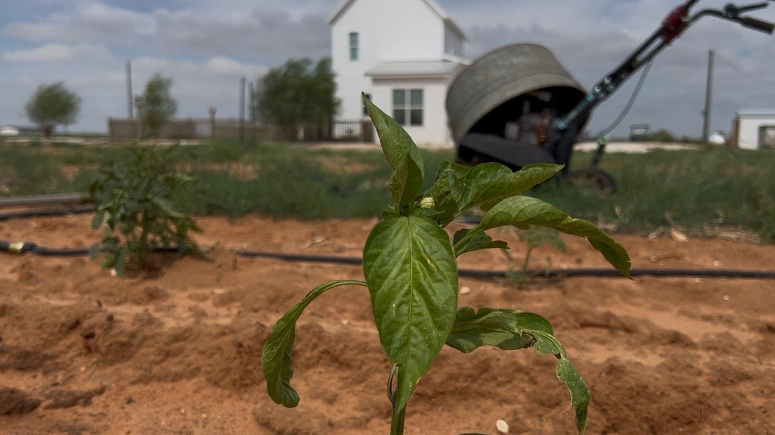 A Slow Day in the Garden: Planting Our Summer Vegetable Garden