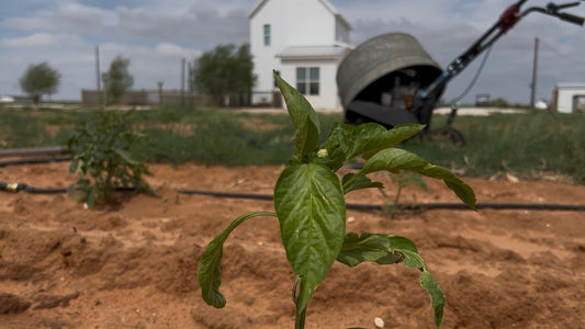 A Slow Day in the Garden: Planting Our Summer Vegetable Garden