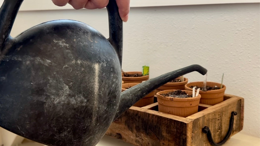 Watering herb seeds in little terracotta pots sitting inside a rustic wood caddy